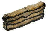 Mammoth Molar Slice With Case - South Carolina #106472-2